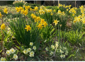 spring flowers